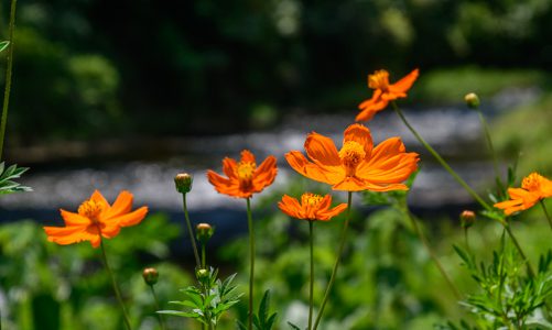 夏の湯河原を彩るキバナコスモス♪千歳川沿いで絶賛見ごろです