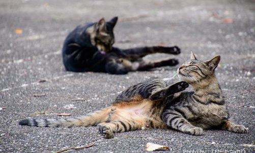 ねこに癒される憩いのスポット「泉公園」へ行ってみよう