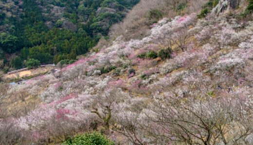 「湯河原梅林 梅の宴」は２月２日～３月１０日開催！スタート直前の開花状況レポート♪