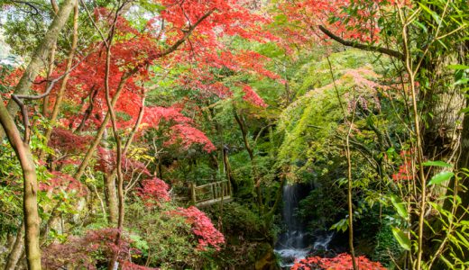 湯河原の紅葉が見頃を迎えましたよ♪