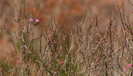 秋の終わりから新春へ♪幕山で梅が開花しましたよ～