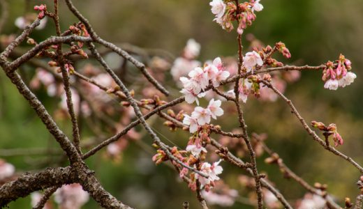 早咲きの桜が咲き始めた川端公園