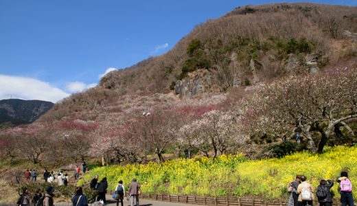 湯河原梅林はいよいよ見頃突入！花の絶景が楽しめる幕山へ出かけよう～♪