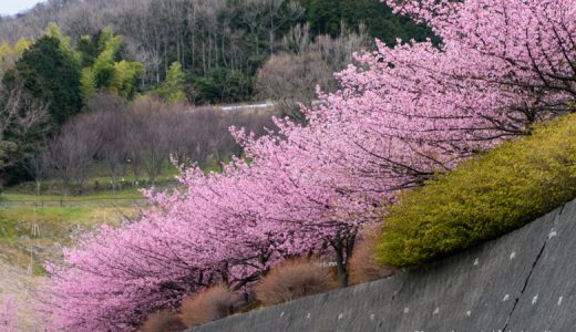 スポーツだけじゃない、２月から桜を楽しめる「ゆめ公園」で長い春を満喫