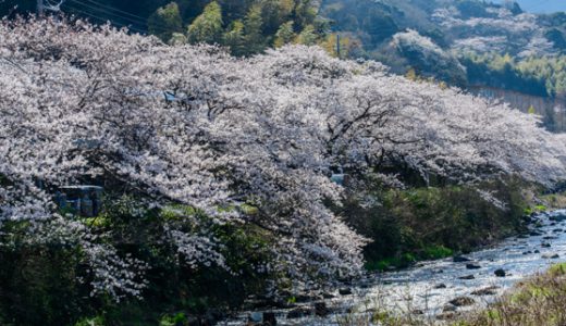 湯河原で撮れた桜フォト♪