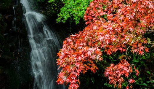 日本で一番遅い秋を湯河原で満喫！紅葉見頃はじまりました♪