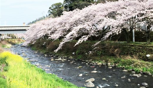 千歳川沿い桜ライトアップ3月21日（土）から4月上旬の18:00～22:00