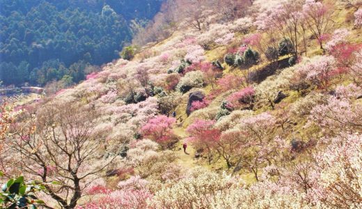 2021湯河原梅林散策MAPできました！