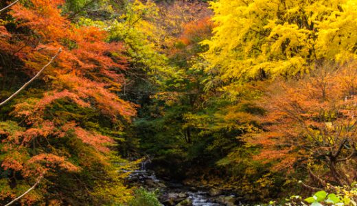 秋は湯河原が一番美しい季節♪紅葉の見どころは割と身近な場所にありますよ～
