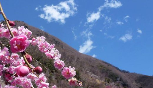 山肌一面に咲く4000本、30種類の白梅・紅梅を見に湯河原梅林へ…2/2から！