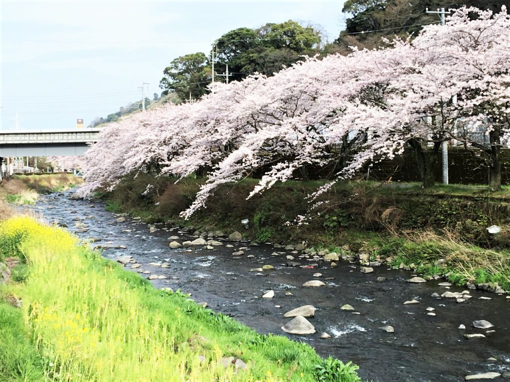 千歳川沿い桜ライトアップ3月21日 土 から4月上旬の18 00 22 00 湯河原の歩き方